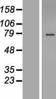 HS6ST2 Protein (Over-Expression Lysate Myc-DDK (Flag))