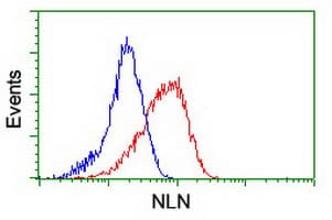NLN / Neurolysin Antibody (clone OTI3A12)