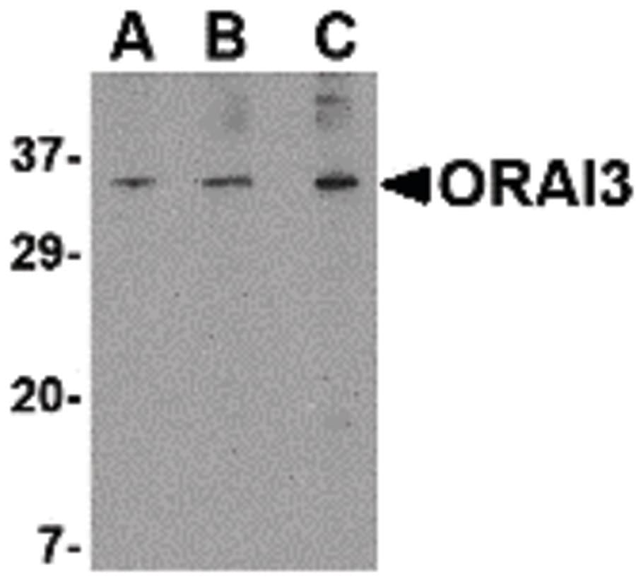 ORAI3 Antibody