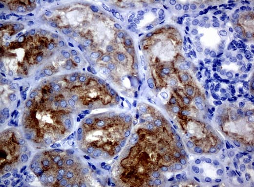 FOLH1 / PSMA Antibody (clone UMAB26)