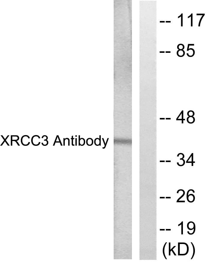 XRCC3 Antibody (aa41-90)