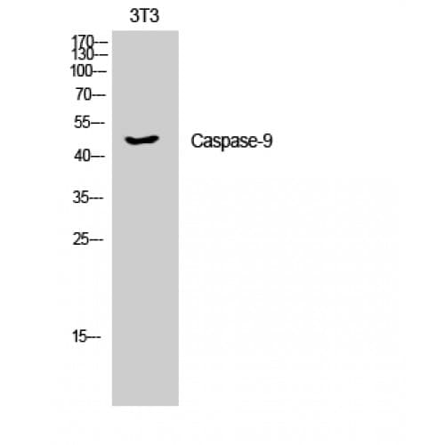 Polyclonal Rabbit anti-Human CASP9 / Caspase 9 Antibody (60-140 aa, IHC, IF, WB)