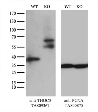 THOC3 Antibody (aa15-237, clone OTI4H6)