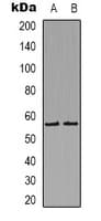 Polyclonal Rabbit anti-Human HRH1 / Histamine H1 Receptor Antibody (Internal, IF, WB)