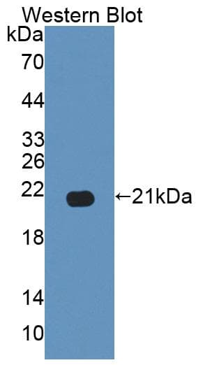 GAS6 Antibody (FITC)