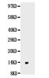 NGF Antibody