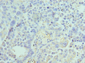 ACTR1A / Centractin Antibody (aa187-376)
