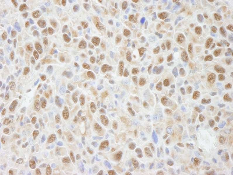 PPP4C Antibody (aa1-50)