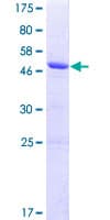Human KCTD15 Protein (Recombinant GST)