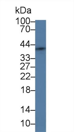 SFRP4 Antibody (aa167-260)