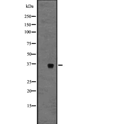 GPR3 Antibody