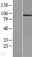 CAPN7 / Calpain 7 Protein (Over-Expression Lysate Myc-DDK (Flag))
