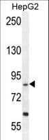 EXOC3L1 Antibody (aa652-680)