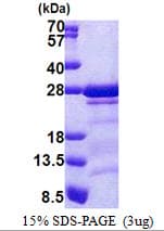 Human CAMLG / CAML Protein (Recombinant His)