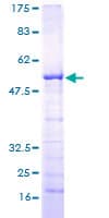 Human RASL12 Protein (Recombinant GST)