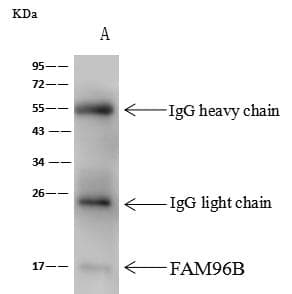 Polyclonal Rabbit anti-Human FAM96B Antibody (Preservative Free, WB)