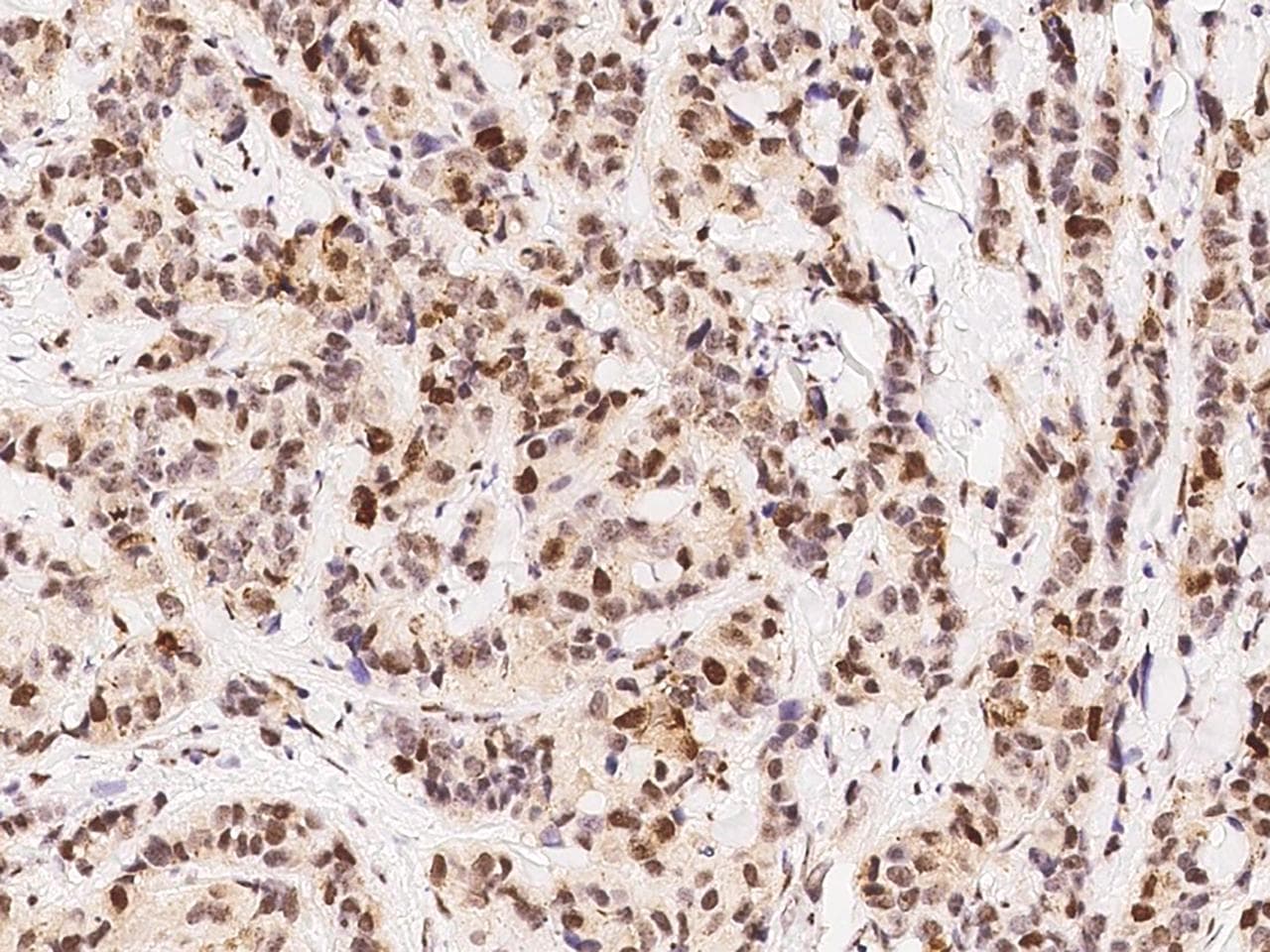 BIRC5 / Survivin Antibody (Preservative Free)