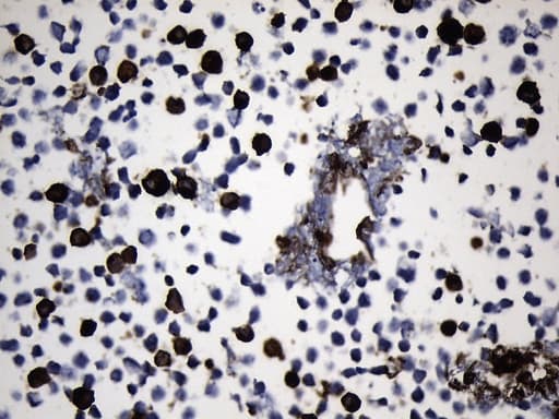 EGFR Antibody (clone UMAB234)