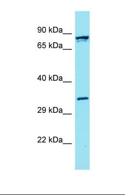 FBLN7 / Fibulin 7 Antibody (C-Terminus)
