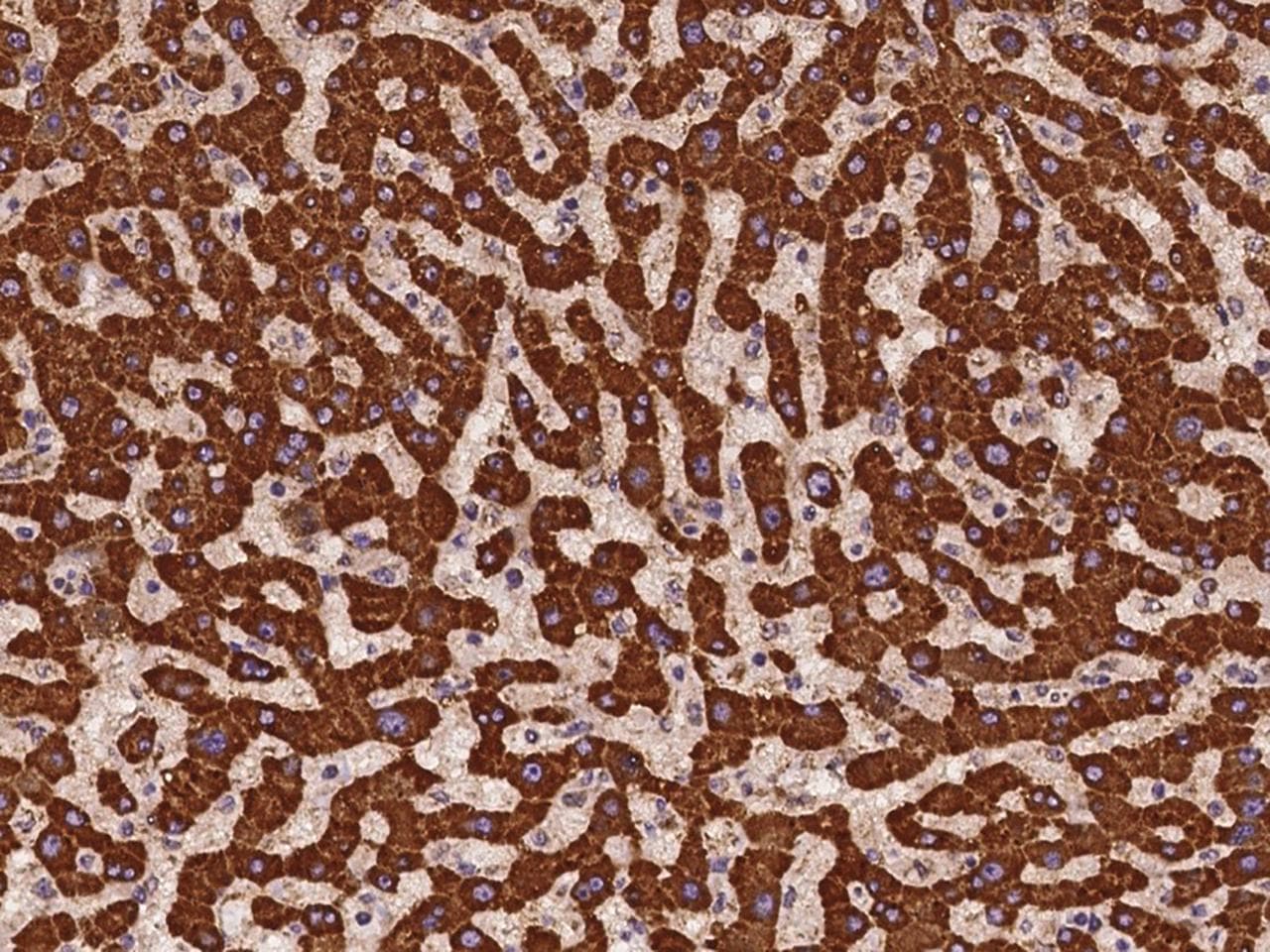 COA3 / CCDC56 Antibody