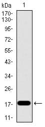 ID2 Antibody (aa1-134, clone 4E12G5)