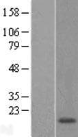 POLR1D Protein (Over-Expression Lysate Myc-DDK (Flag))