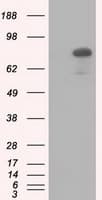 HID1 / C17orf28 Antibody (clone OTI2F4, Carrier-free)