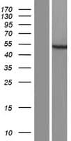 VPS13B Protein (Over-Expression Lysate Myc-DDK (Flag))