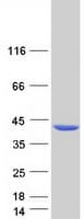 Human ADPRH / ARH1 Protein (Recombinant Myc-DDK (Flag))
