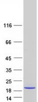 Human GOLGA7 Protein (Recombinant Myc-DDK (Flag))