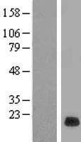 RPP21 Protein (Over-Expression Lysate Myc-DDK (Flag))