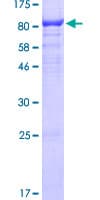 Human SIGLEC12 Protein (Recombinant GST)