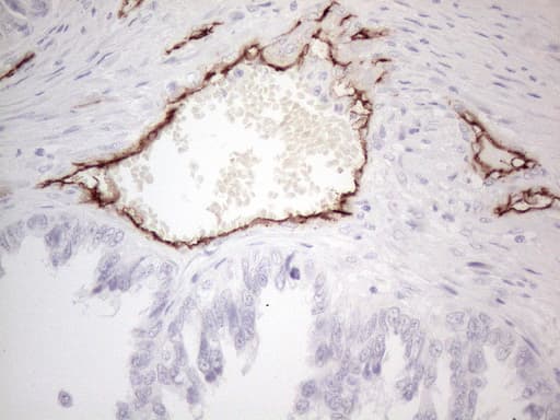 CD34 Antibody (aa312-385, clone OTI11E1)