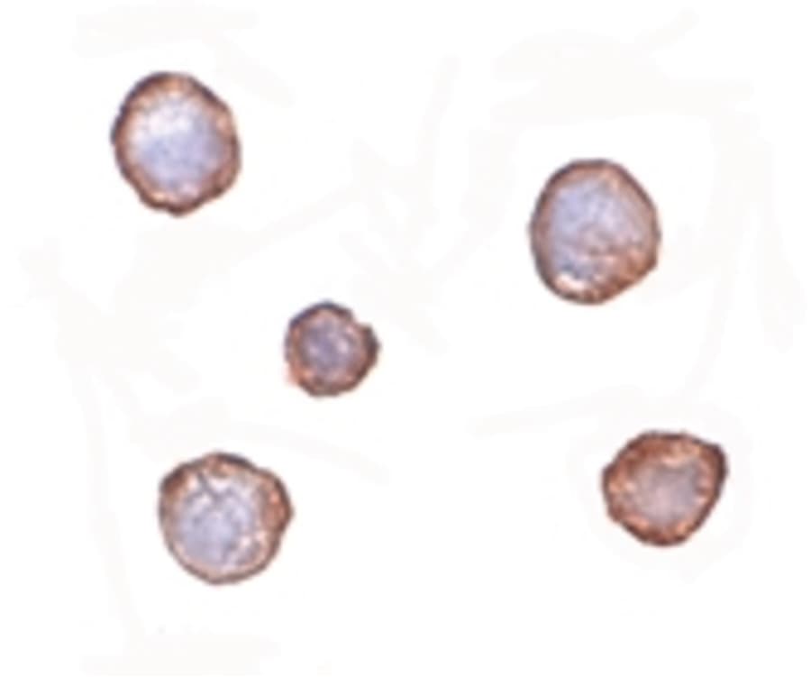 IHC-plus™ Monoclonal Mouse anti-Human XBP1 Antibody (clone 9B7E5, IHC, IF, WB)