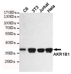 Monoclonal Mouse anti-Human AKR1B1 / Aldose Reductase Antibody (WB)