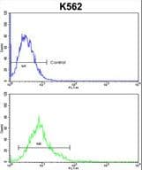 ALDH18A1 Antibody (aa176-205)