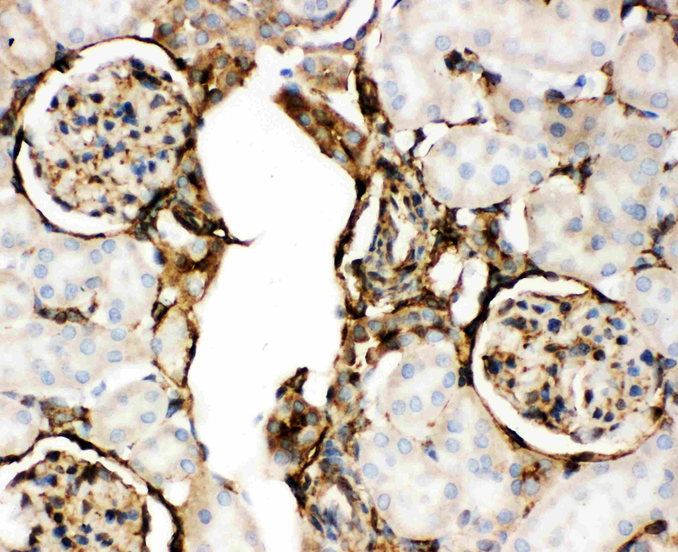 ANXA5 / Annexin V Antibody (aa2-320)