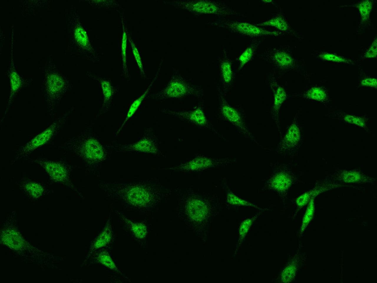 CDK13 / CDC2L5 Antibody