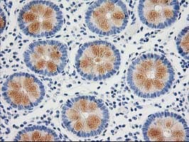 NUDEL / NDEL1 Antibody (clone OTI3B9, Carrier-free)