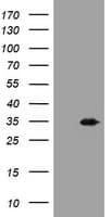 USP44 Antibody (aa420-712, clone OTI1F9)
