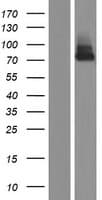 Human Growth Hormone Receptor / GHR Protein (Over-Expression Lysate Myc-DDK (Flag))