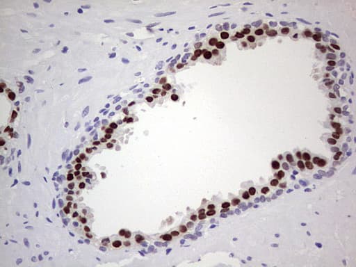NKX3-1 Antibody (clone OTI2A5)