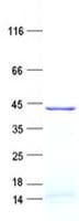 Human GLYATL1 Protein (Recombinant His, N-Terminal)