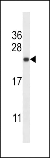 SEC22B Antibody (aa75-104)