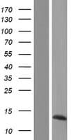 PYDC2 Protein (Over-Expression Lysate Myc-DDK (Flag))