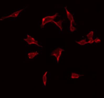 Polyclonal Rabbit anti-Human ARFGEF2 / BIG2 Antibody (IF, WB)