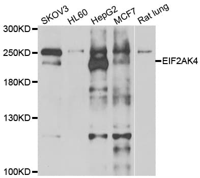 GCN2 Antibody