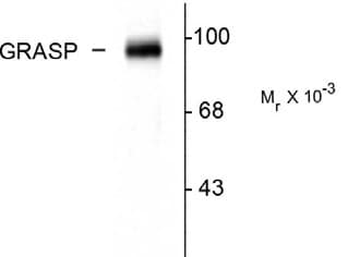 Polyclonal Rabbit anti-Rat GRASP Antibody (C-Terminus, WB)