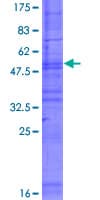 Human OR8D4 Protein (Recombinant GST)