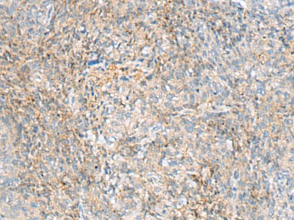 HBZ Antibody
